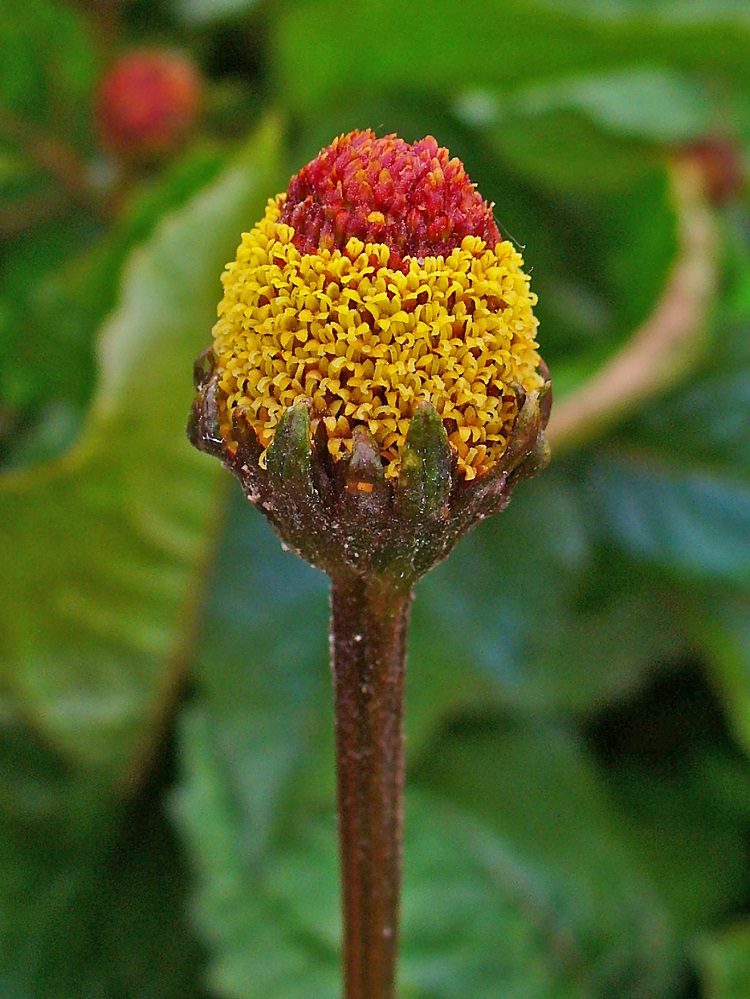 o que é jambu foto de flor de jambu roxinho