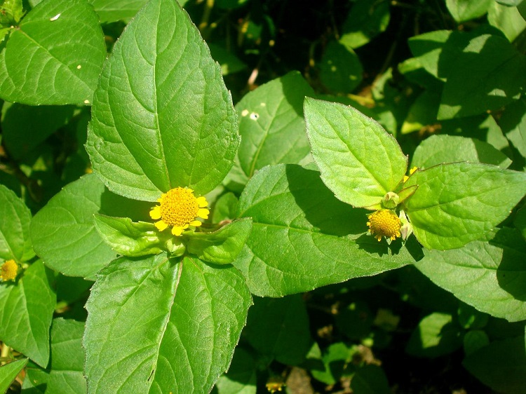 benefícios do jambu para a saúde foto de arbusto florido de jambu