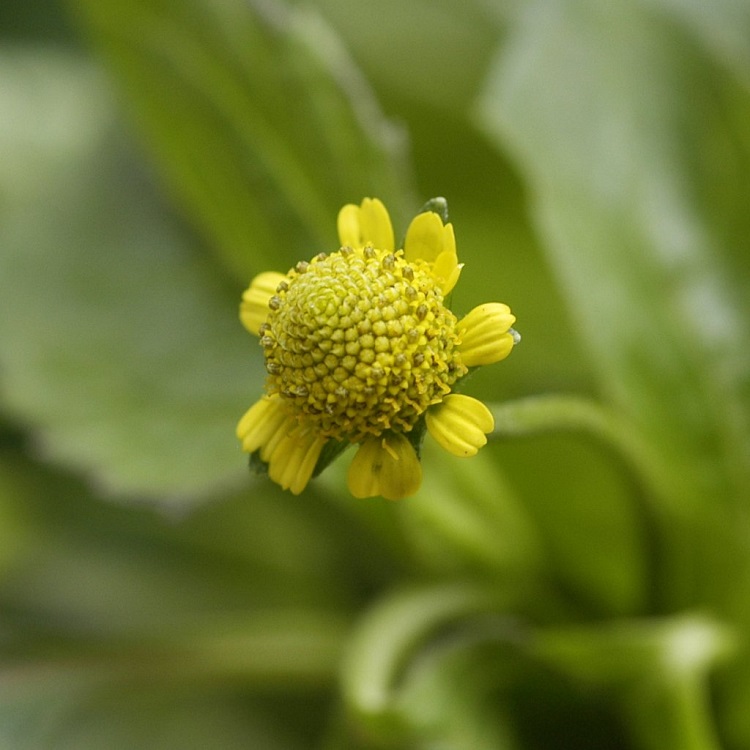 benefícios da Acmella oleracea foto de flor de Acmella oleracea
