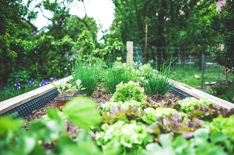 Foto de horta com mudas de alface e cebolinha