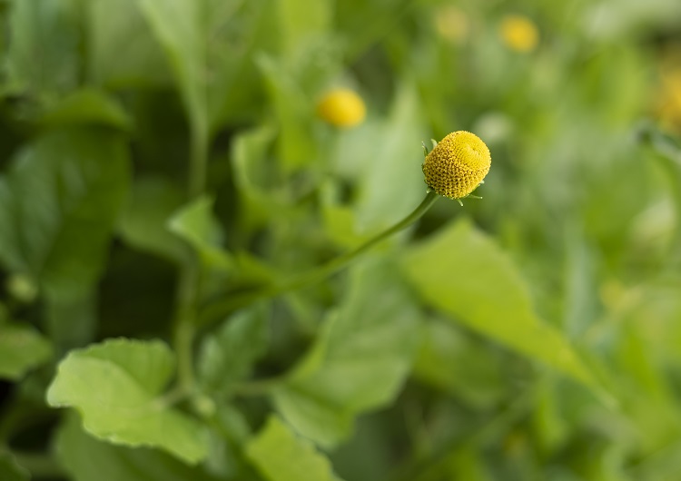 para que serve o jambu arbusto de jambu com flores amarelas