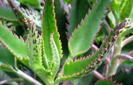 Aranto: planta para decoração que ajuda no tratamento da rinite
