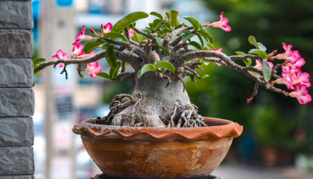 Rosa do deserto: como cuidar da planta exótica em casa