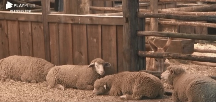 Os animais de A Fazenda