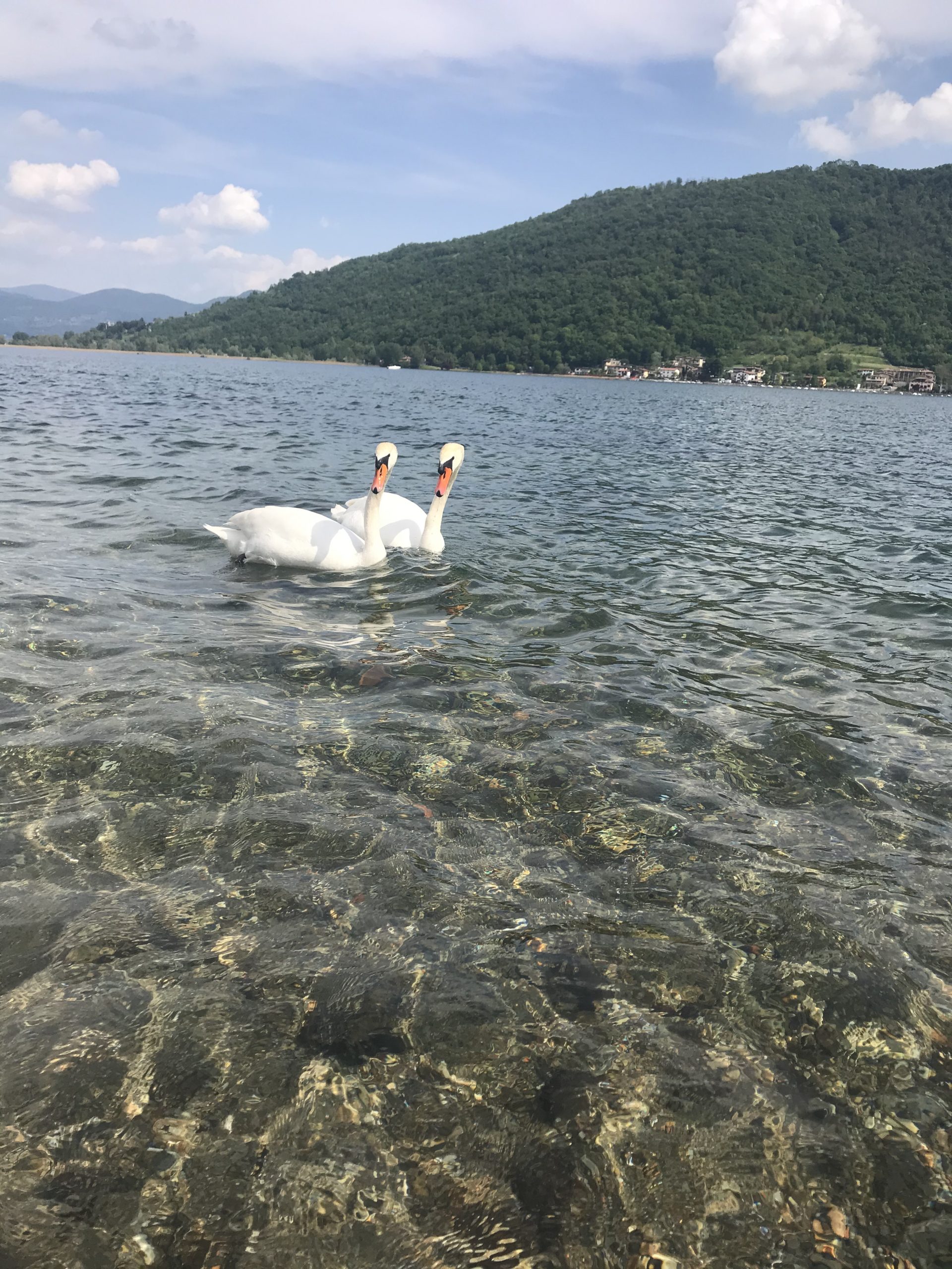 Lago Iseo e cisnes
