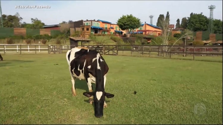Foto de vaca pastando com sede de A Fazenda 13 vista de longe