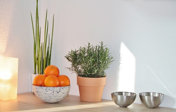 Foto de bancada de cozinha com vaso de alecrim