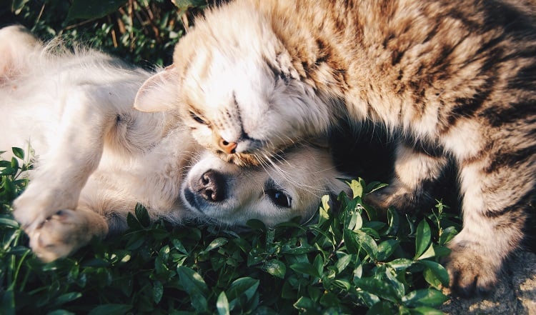 Foto de gato e cachorro deitados na grama