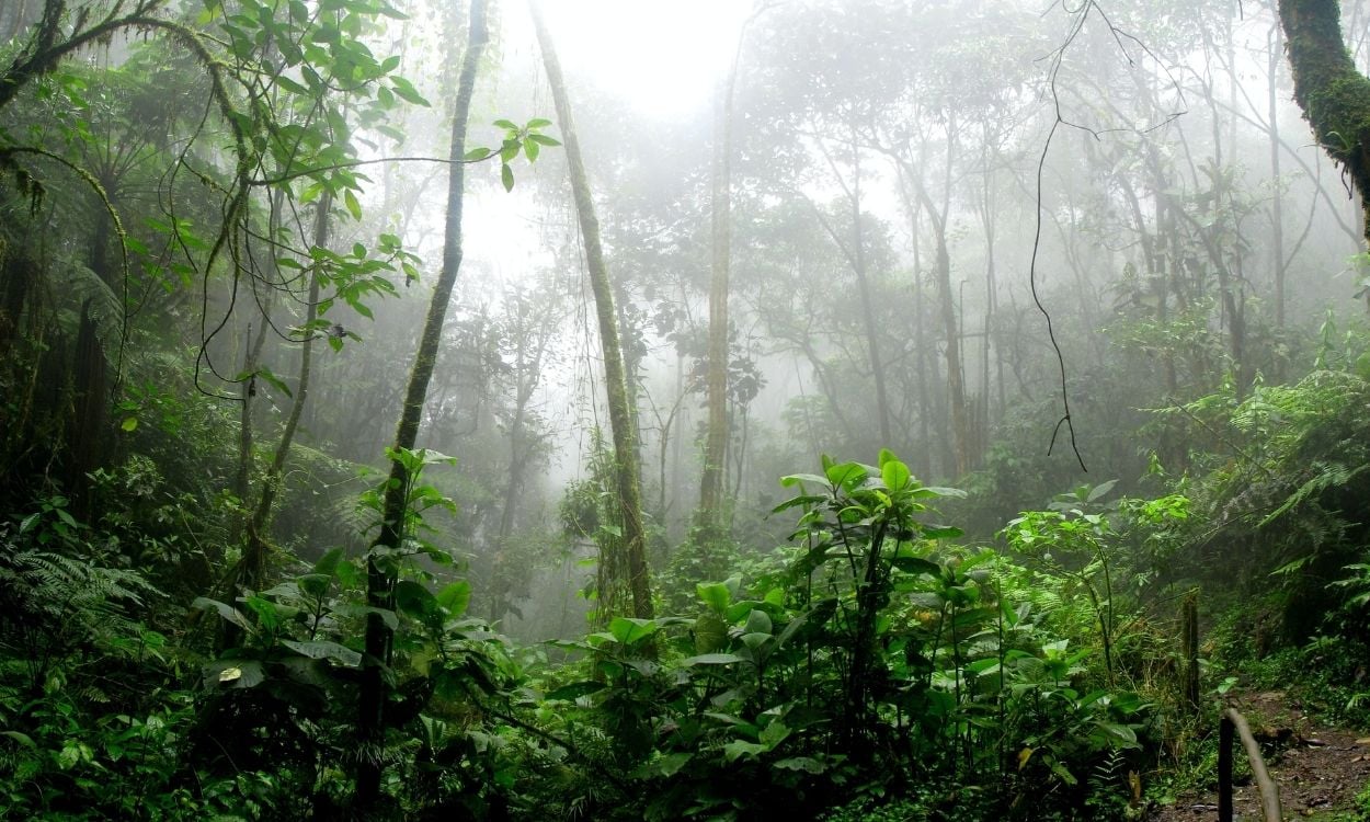 Imagem da floresta amazônica nublada.