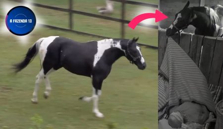 Foto do Colorado, cavalo do A Fazenda 13.