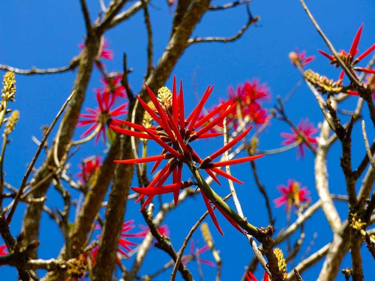 Foto de árvore de mulungu florida com céu azul ao fundo