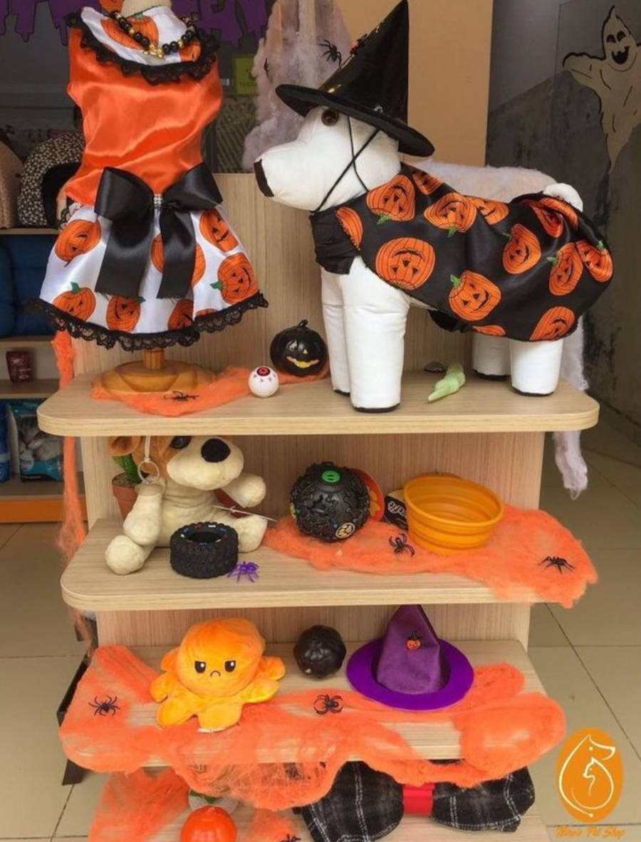 Imagem de vitrine de pet shop decorada para o halloween com itens de abóbora