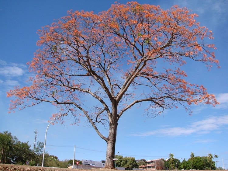 Foto de árvore Erythrina mulungu adulta