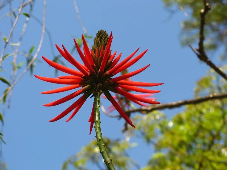 Foto de flor de mulungu vermelha