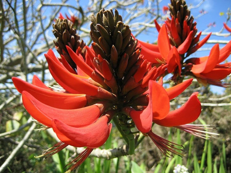 Foto de flor vermelha