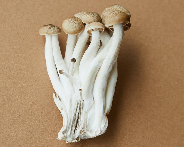 Foto de cogumelos do tipo shimeji.
