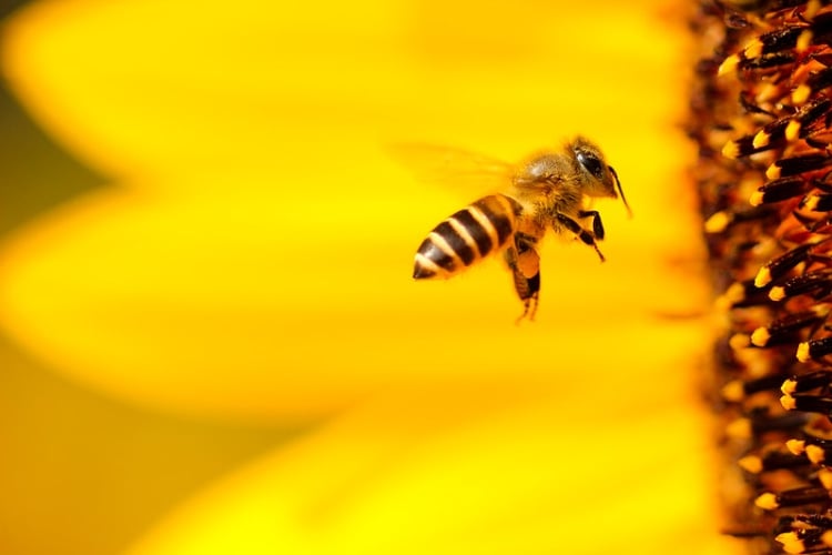 Dia das abelhas 3 de outubro