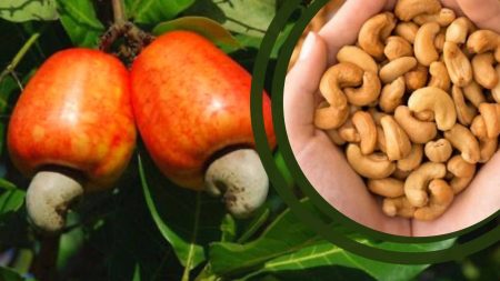Caju: 13 benefícios da fruta e da castanha para a saúde
