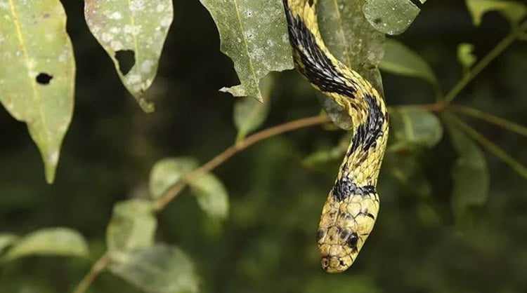 Cobra caninana vive nas Américas Central e do Sul
