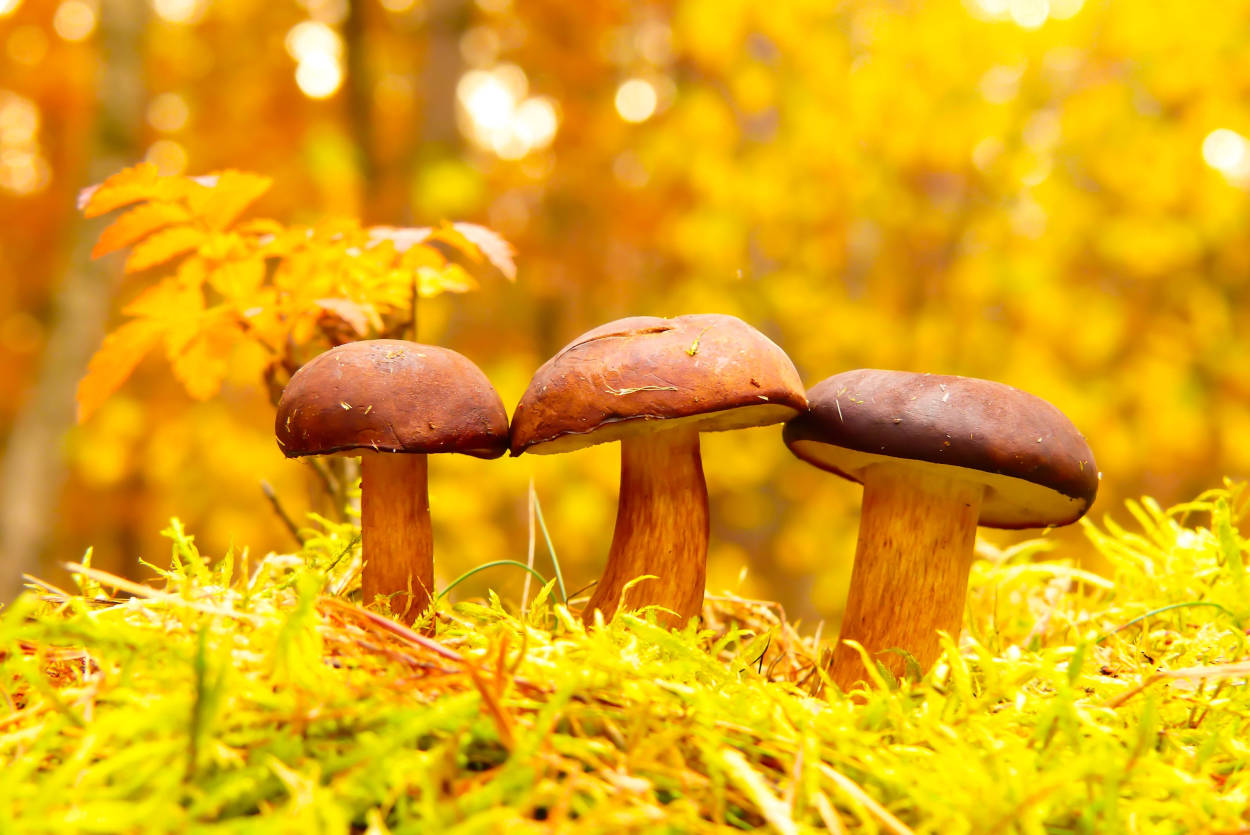 três cogumelos em uma floresta