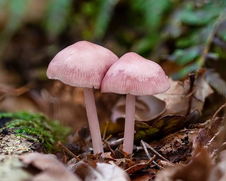 Foto de cogumelo mycena rosea.