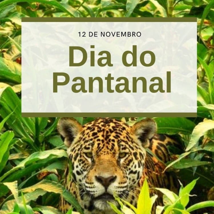 12 de novembro Dia do Pantanal