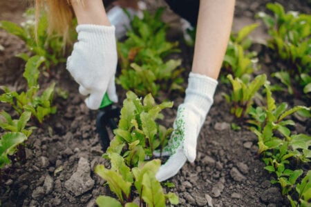 Horta orgânica: o que é, benefícios de cultivar e como se faz
