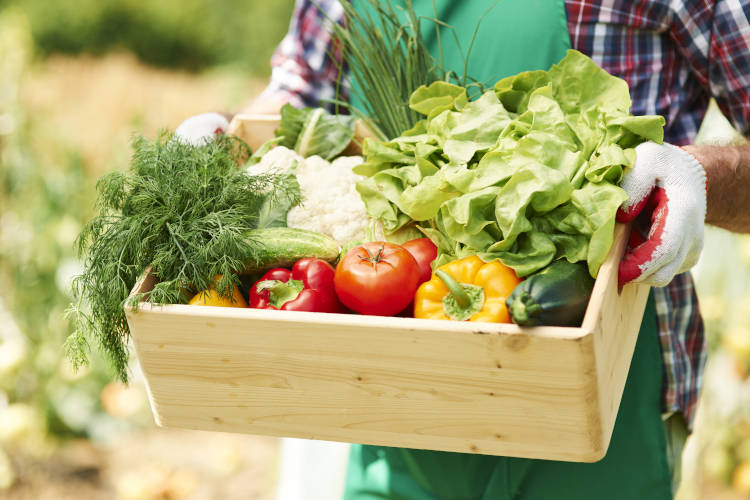 pessoa carregando caixote com verduras e legumes, o que é hortas orgânica o que é hortas orgânica