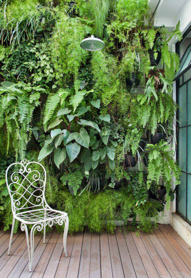 parede de plantas