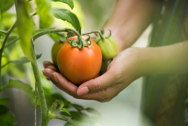 colheita de tomate