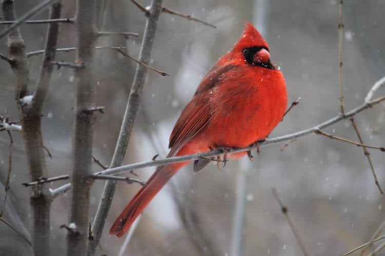 Foto de Pássaro no inverno