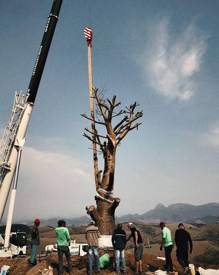 Foto de baobá sendo plantado no rancho de Bruno Gagliasso.