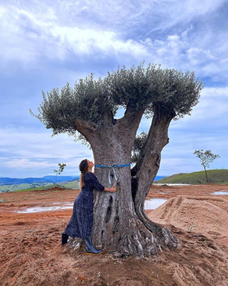 Foto de árvore africana plantada na chácara.