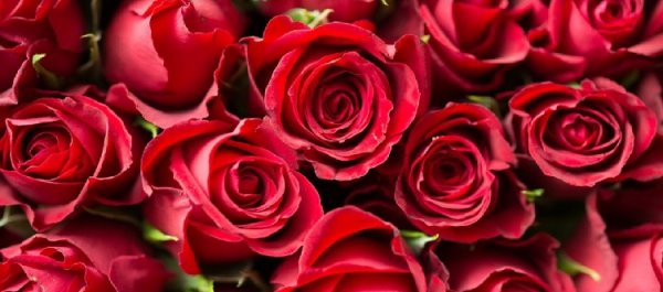 Rosa vermelha para banho do amor