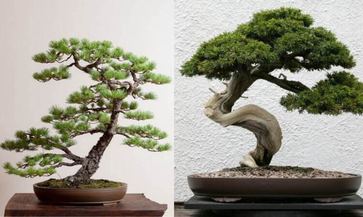 como cuidar de bonsai