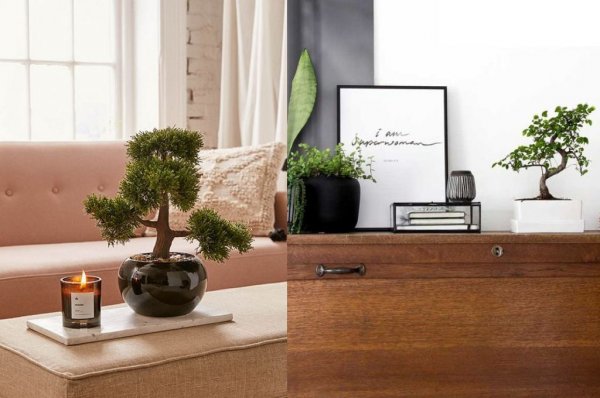 como cuidar de bonsai decoração como cuidar de bonsai decoração