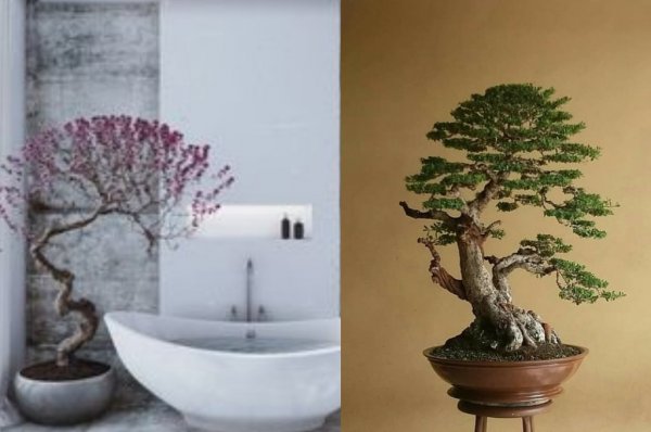 como cuidar de bonsai decoração casa como cuidar de bonsai decoração casa
