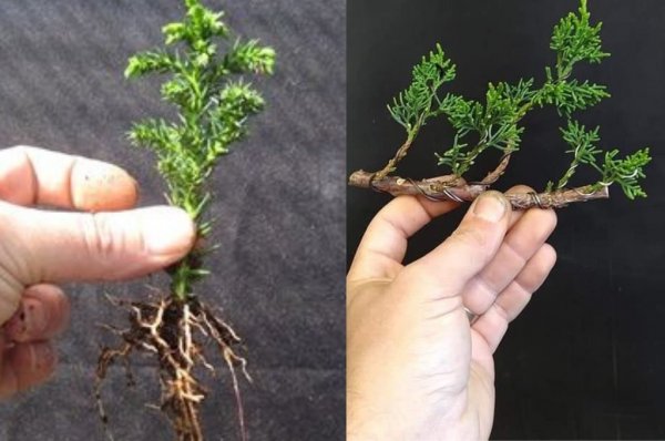 como cuidar de um bonsai passo a passo como cuidar de um bonsai passo a passo
