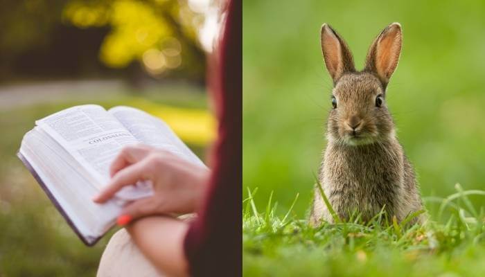 Foto de pessoa segurando bíblia de um lado e do outro um coelho no gramado.