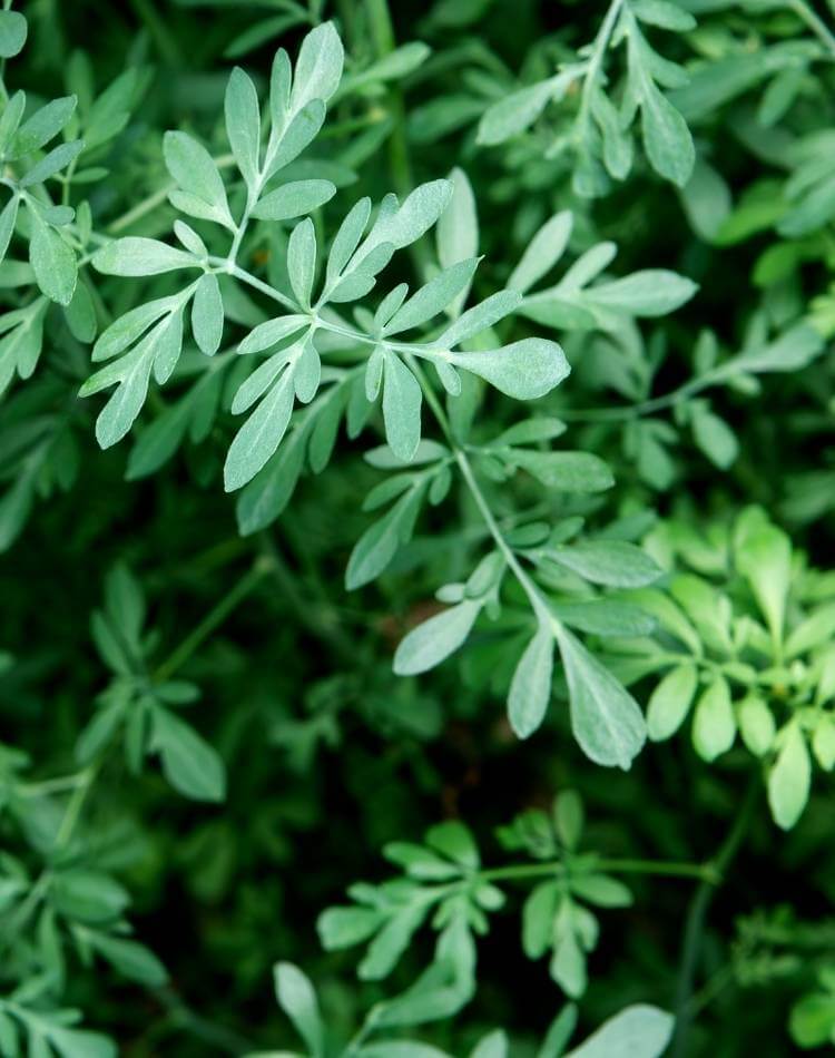 Pé de arruda. Arruda plantada.
