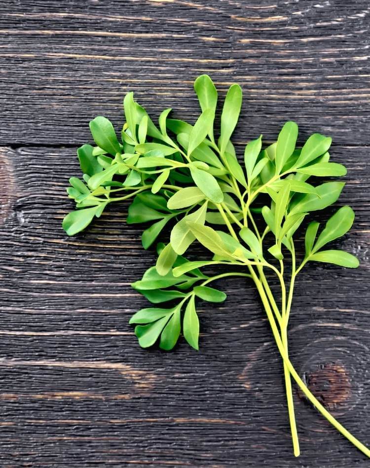 Planta para chá de arruda. Ramos de arruda.