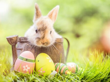 Foto de coelho em cesta e ovos de páscoa.