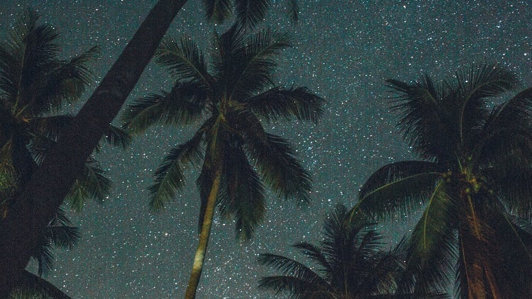 Céu estrelado com palmeiras em volta