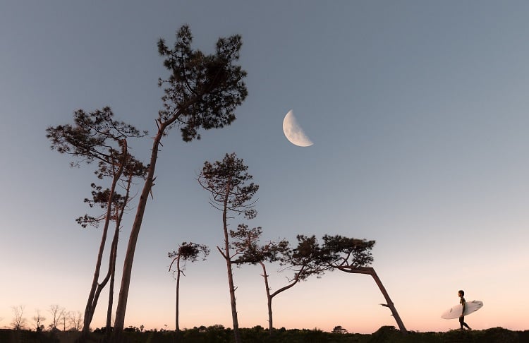 árvores em um céu claro com lua crescente 