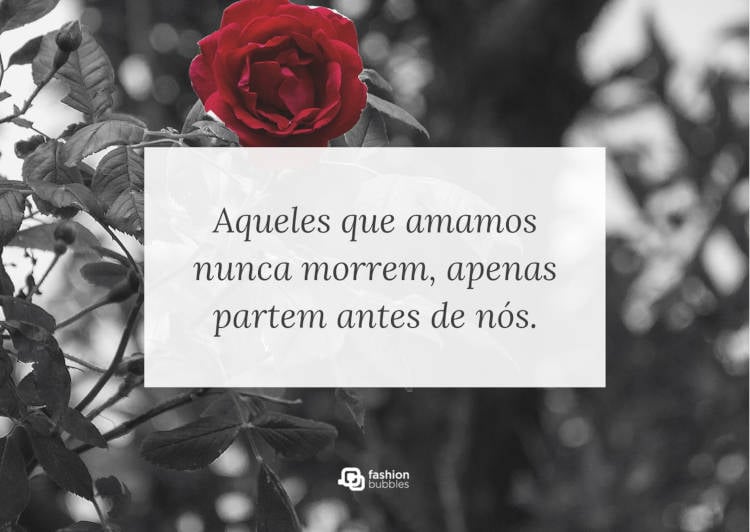 Frase sobre aqueles que amamos nunca morrerem, escrita em cima de foto de rosa vermelha em um jardim cinza