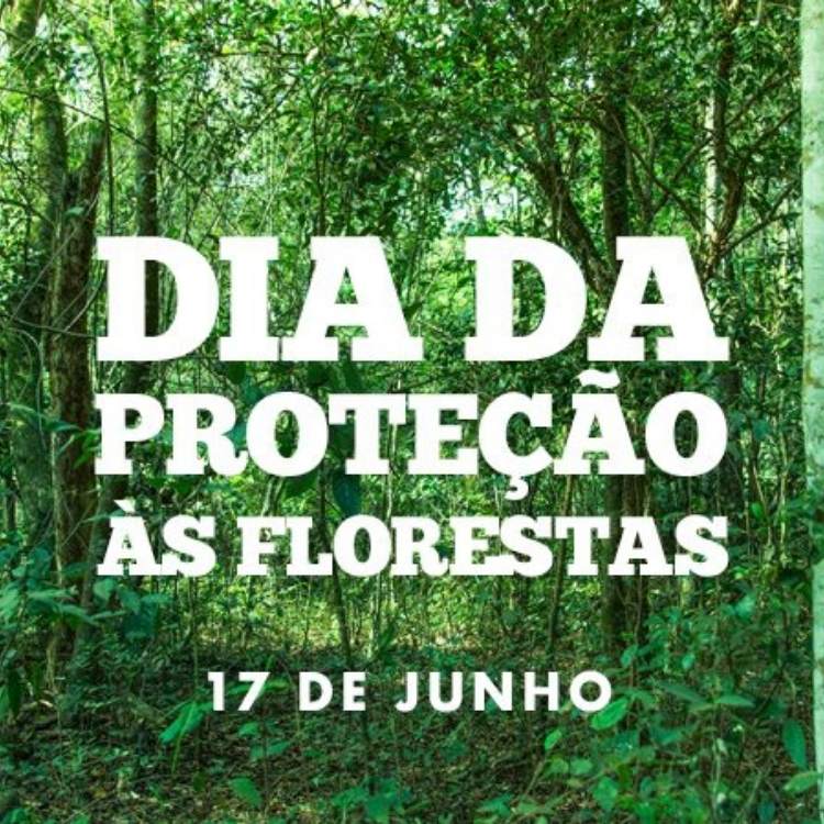 Foto sobre o Dia de Proteção às Florestas.