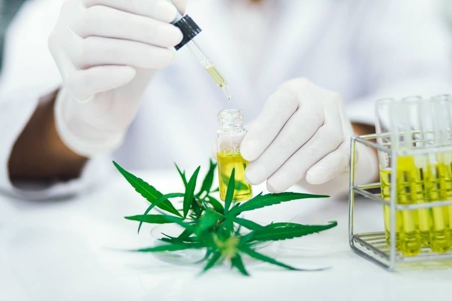 Laboratório produzindo óleo de cannabis.