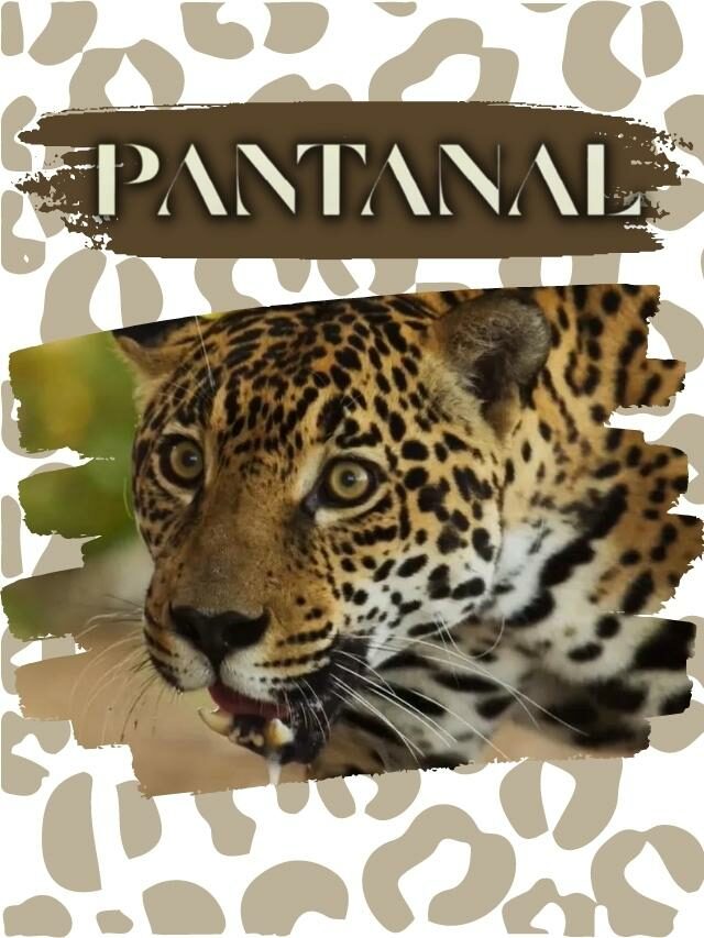Resumo de Pantanal – 15 a 20 de agosto