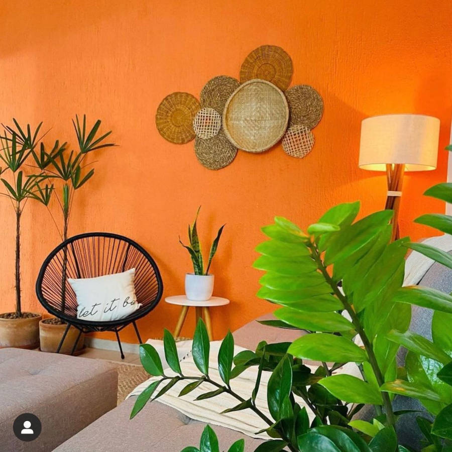 Sala laranja decorada com plantas.