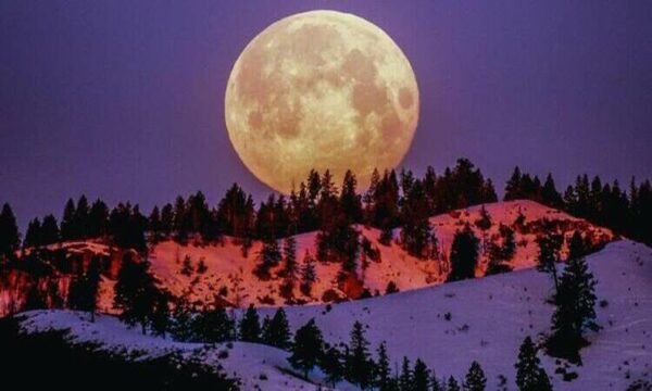 lugar com árvores e neve na lua cheia